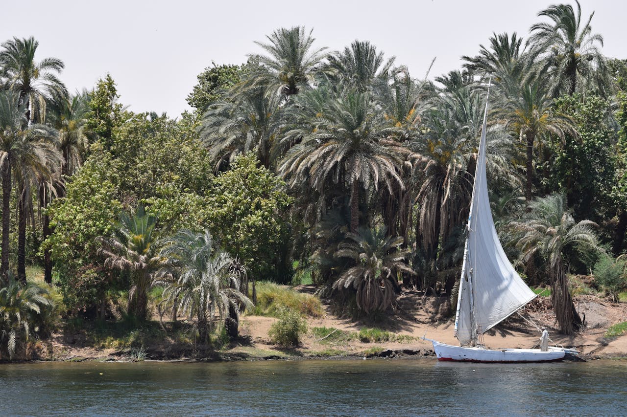 A traditional sailboat on the Nile surrounded by lush palm trees in Egypt's summer scenery.