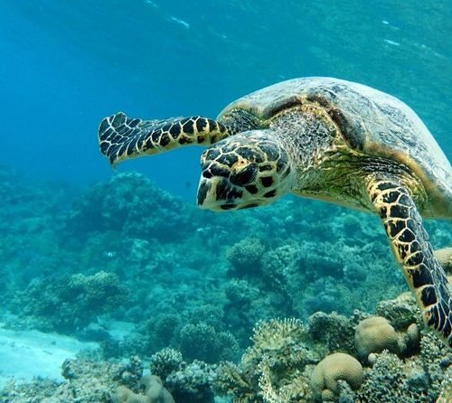 Abu Dabbab Bay Snorkeling Trip from Hurghada