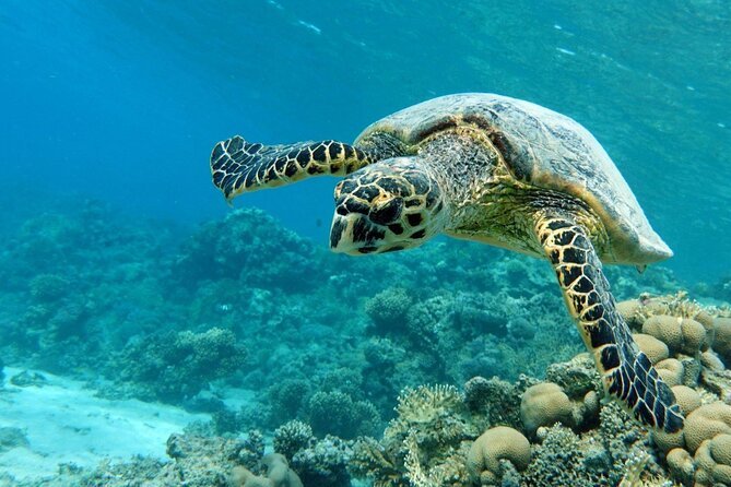 Abu Dabbab Bay Snorkeling Trip from Hurghada