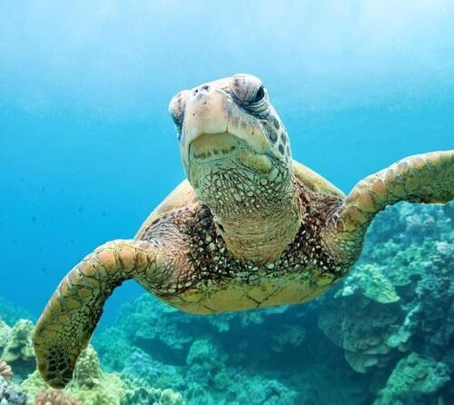 Abu Dabbab Bay Snorkeling Trip from Hurghada