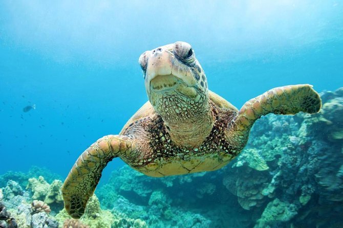 Abu Dabbab Bay Snorkeling Trip from Hurghada