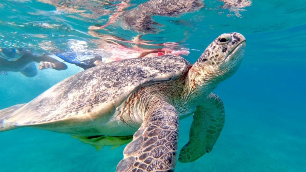 Abu Dabbab Bay Snorkeling Trip from Hurghada