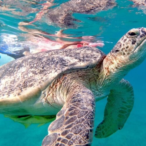 Abu Dabbab Bay Snorkeling Trip from Hurghada