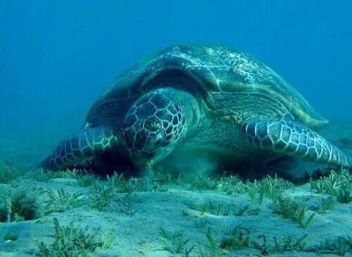 Abu Dabbab Bay Snorkeling Trip from Hurghada