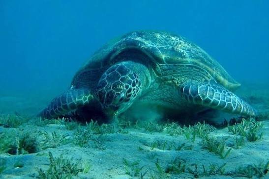 Abu Dabbab Bay Snorkeling Trip from Hurghada