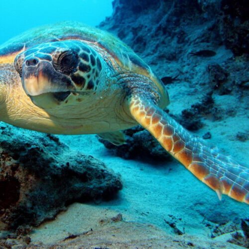 Abu Dabbab Bay Snorkeling Trip from Hurghada