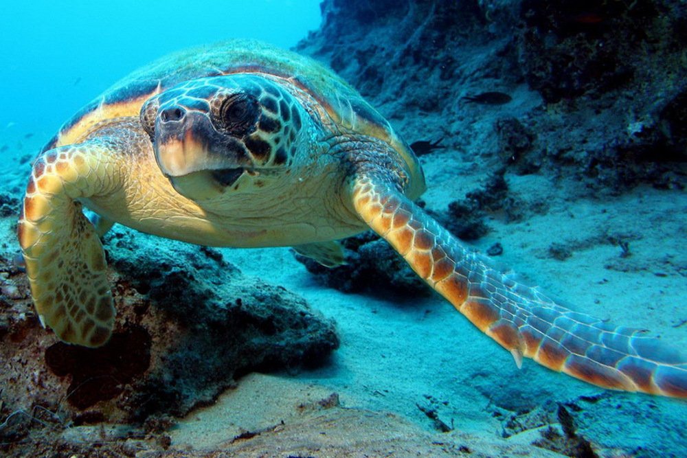 Abu Dabbab Bay Snorkeling Trip from Hurghada
