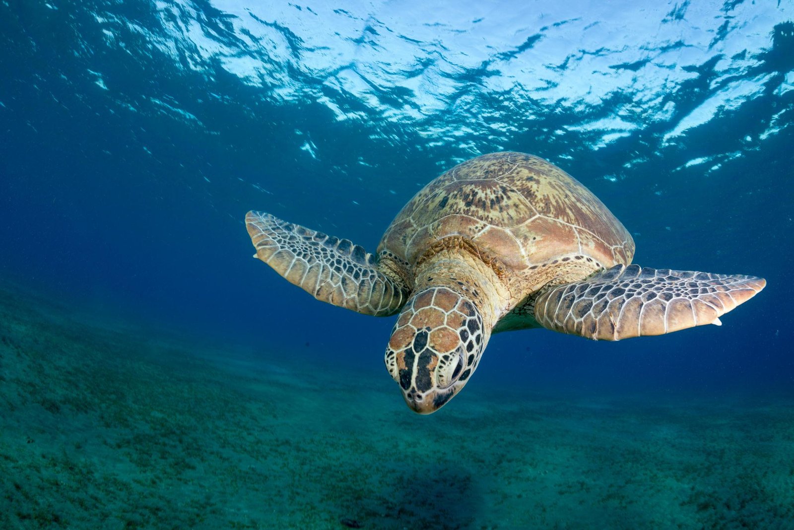 Diving Activities in Egypt & Swimming with Turtles