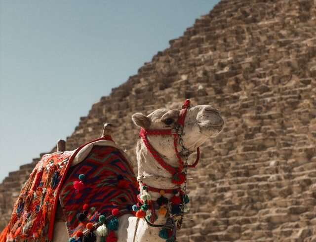great pyramid wth camel