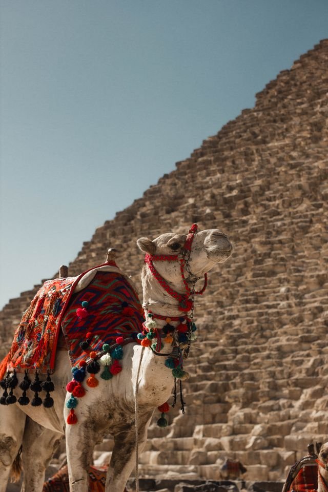 great pyramid wth camel